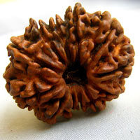 12 face rudraksha  beads hyderabad